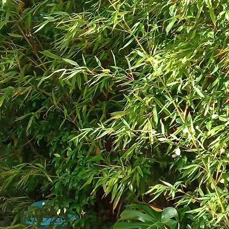 Homestay Le Clos Fleuri Nimes